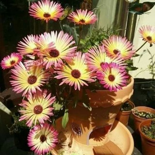 hạt giống hoa mười giờ nam phi 200 hạt