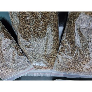Hạt giống Ngò Mùi Lớn Pháp