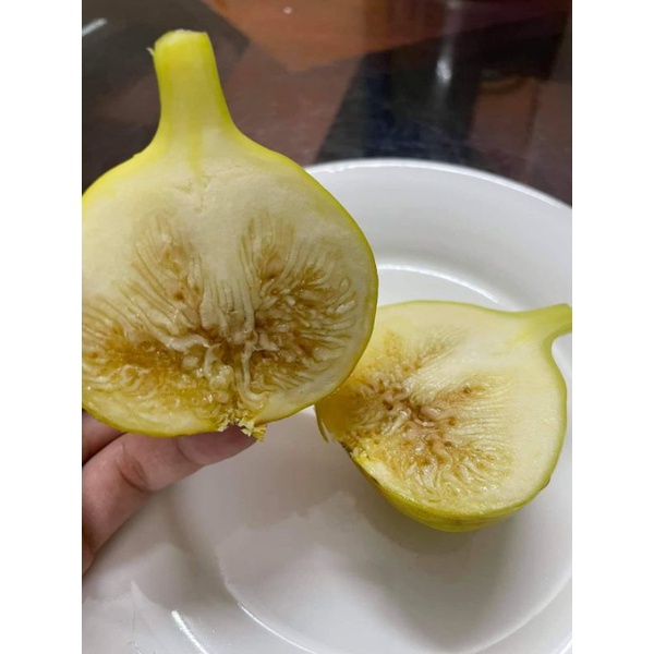 Giống Sung Mỹ Vàng Quả Siêu To