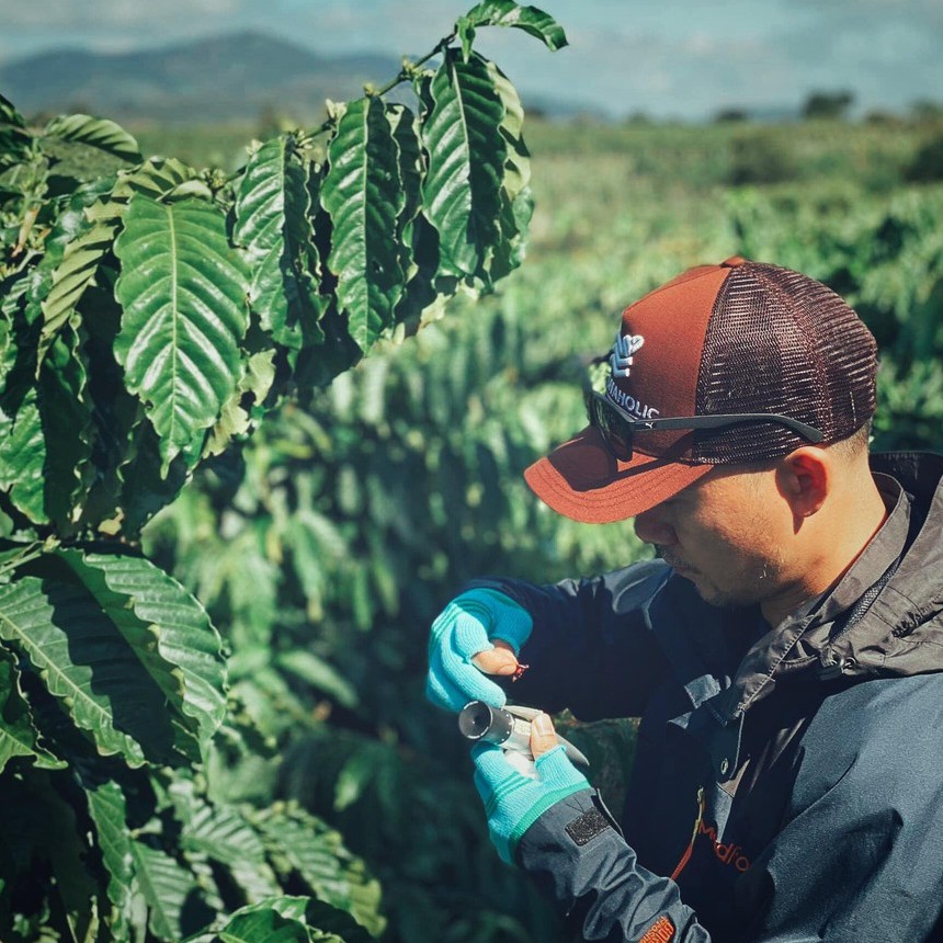 Cafe hạt Robusta nguyên chất cao cấp EARLY MORNING, cà phê hạt rang xay pha phin pha máy 250gr | BigBuy360 - bigbuy360.vn