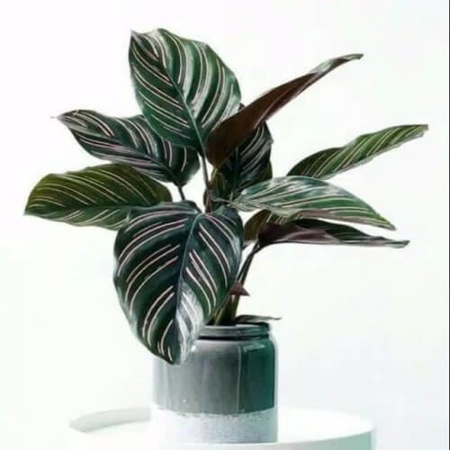 Cây Calathea ornata Sanderiana (Đuôi Công Đen, Hắc Công Vỹ) kèm chậu thuỷ canh 2 lớp không cần tưới