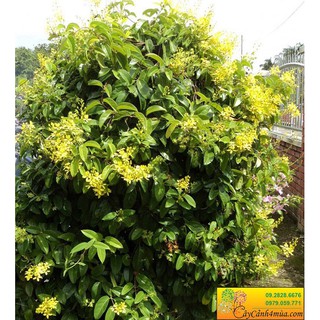 Cây hoa leo Mai hoàng yến, hàng giống gửi đi nguyên bầu - CGHLMHY