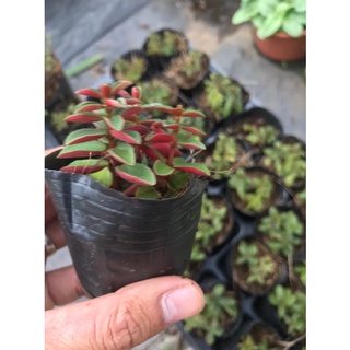 Sen đá đậu đỏ lá dẹp