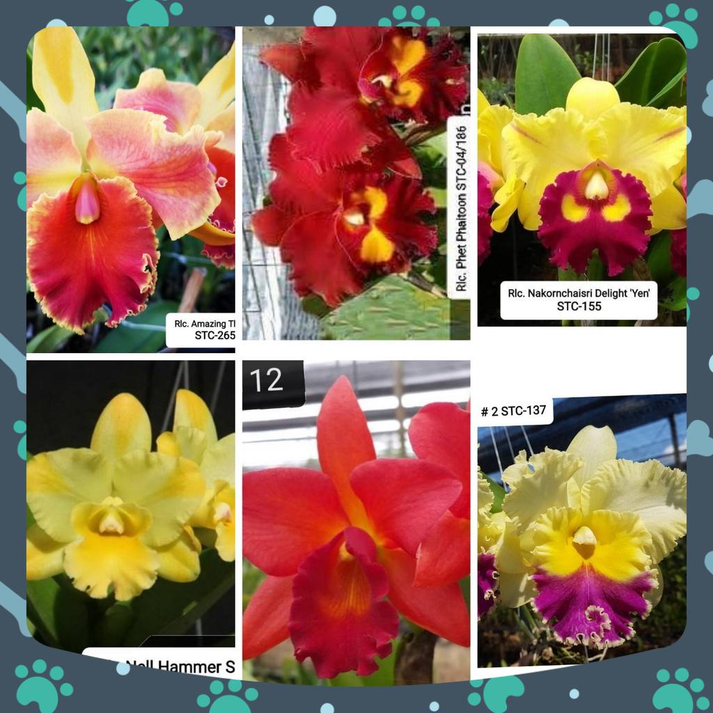 [Có bảo hành] combo 6 cây cattaleya giống màu mới rất đẹp bông to