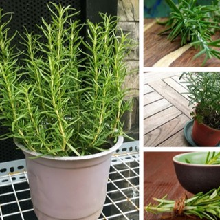 Hạt giống cây hương thảo gia vị thơm đuổi con trùng -TẶNG kèm viên nén ươm hạt - DC