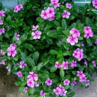 50 Hạt giống hoa Dừa cạn Hồng [CHẤT LƯỢNG]