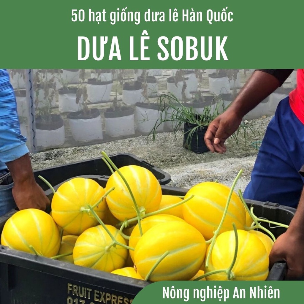 50 Hạt giống Dưa lê Hàn Quốc SOBUK lai F1 quả tròn ruột cam