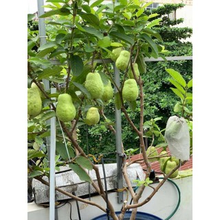Cây 🌲 Ổi Thái .... chậu lớn đang trái