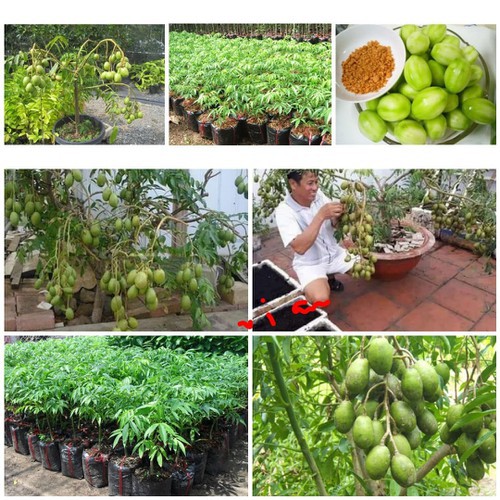 Trái Cóc Thái / Cây Giống Cóc Thái