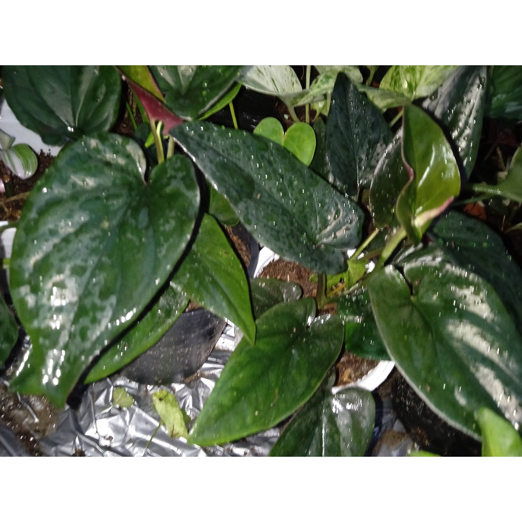 Trầu bà Thái lá tím - Syngonium Erythrophyllum