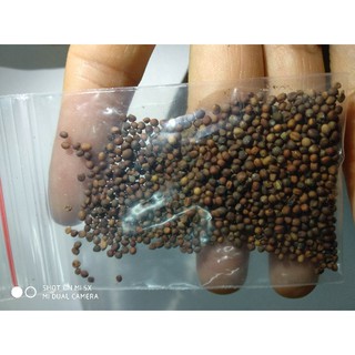 100 Hạt Giống Súp Lơ Xanh