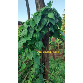 hạt giống sương sâm rừng - 500 hạt