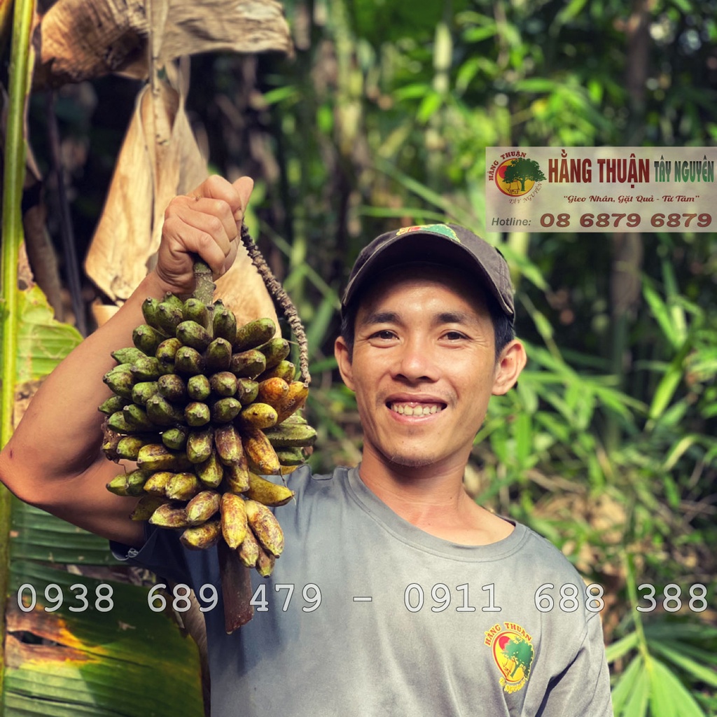 Chuối Hột Rừng Tây Nguyên