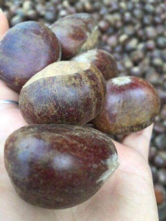 HẠT DẺ TRÙNG KHÁNH LOẠI 1