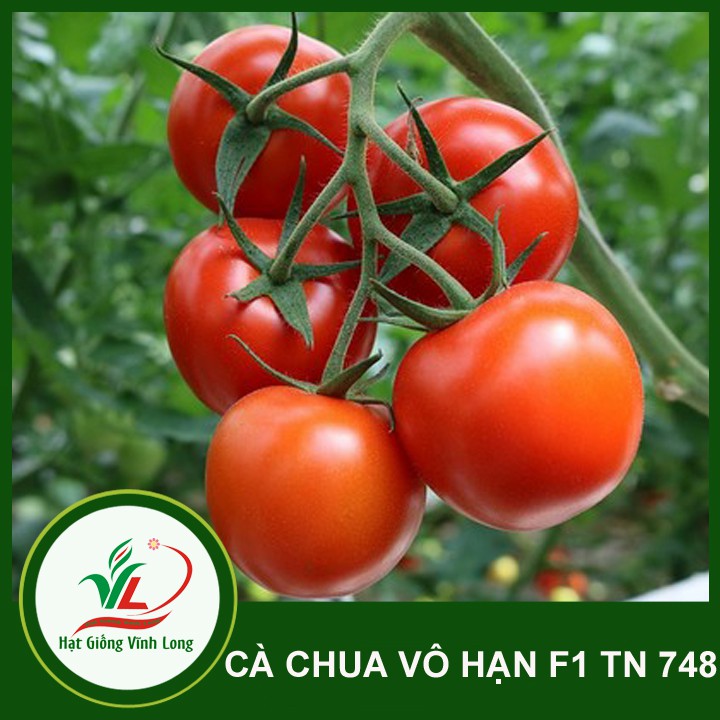 Hạt giống Cà chua vô hạn F1 TN 798 - 0,6g