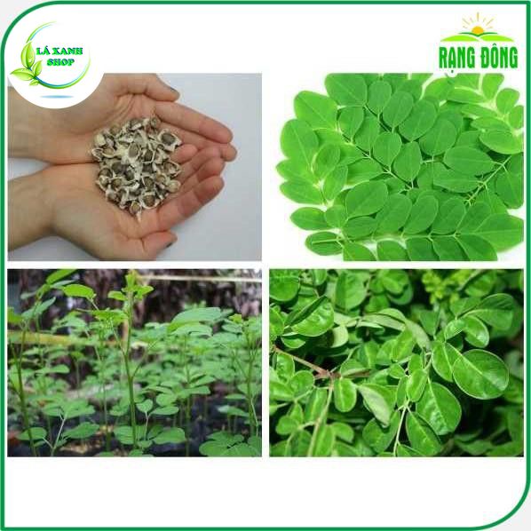 Hạt giống Chùm Ngây Trồng Quanh Năm (gói 2 gram) - Hạt giống Rạng Đông