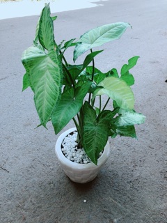 Chậu Trầu Bà Trắng