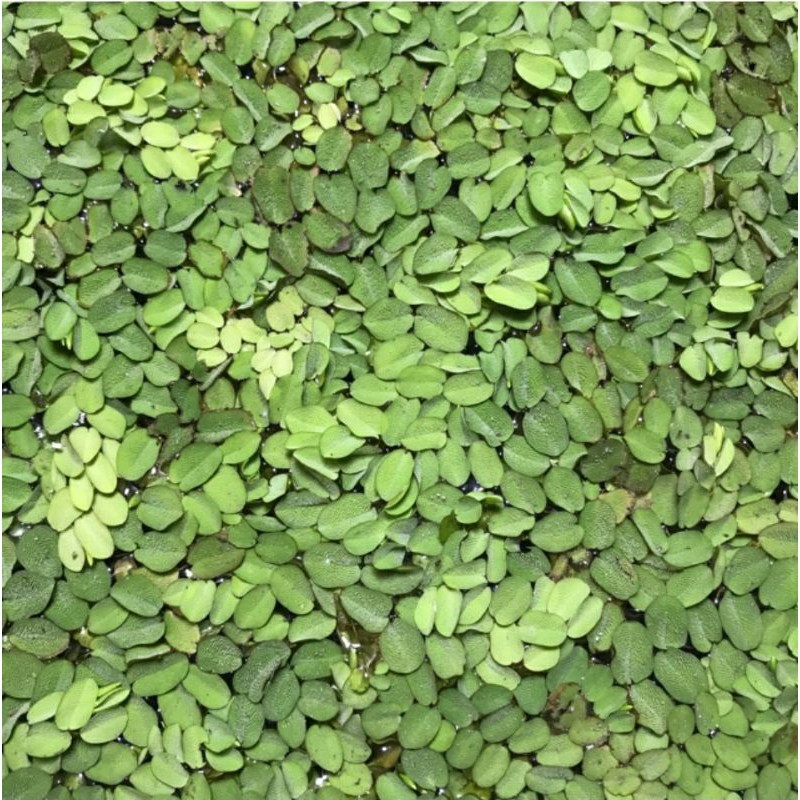Bèo Tay chuột
