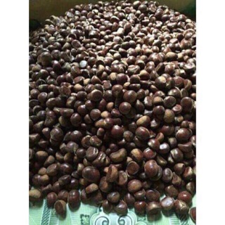 HẠT DẺ TRÙNG KHÁNH LOẠI 1