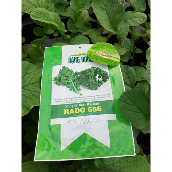 [Rạng Đông] Hạt Giống Cải Xoăn,Kale Rado 686 Dễ Trồng, Năng Suất Cao 5gr