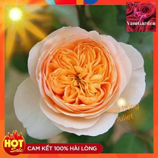 Hoa hồng Juliet rose[🌹🌹siêu phẩm 🌹🌹] mệnh danh hoa hồng triệu đô,Cây hoa hồng juliet