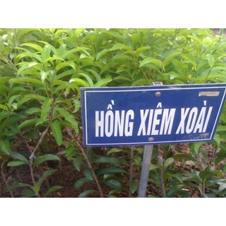 Cây giống hồng xiêm xoài