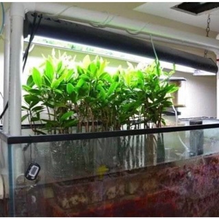 Đước trang trí hồ thủy sinh [ngọt & mặn]