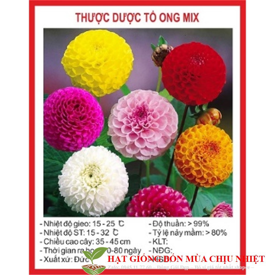 Hạt giống hoa thược dược tổ ong (20->30 Hạt) ĐẾN MÙA TRỒNG TẾT