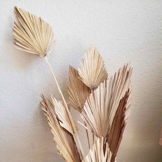 Lá cọ khô decor trang trí xinh