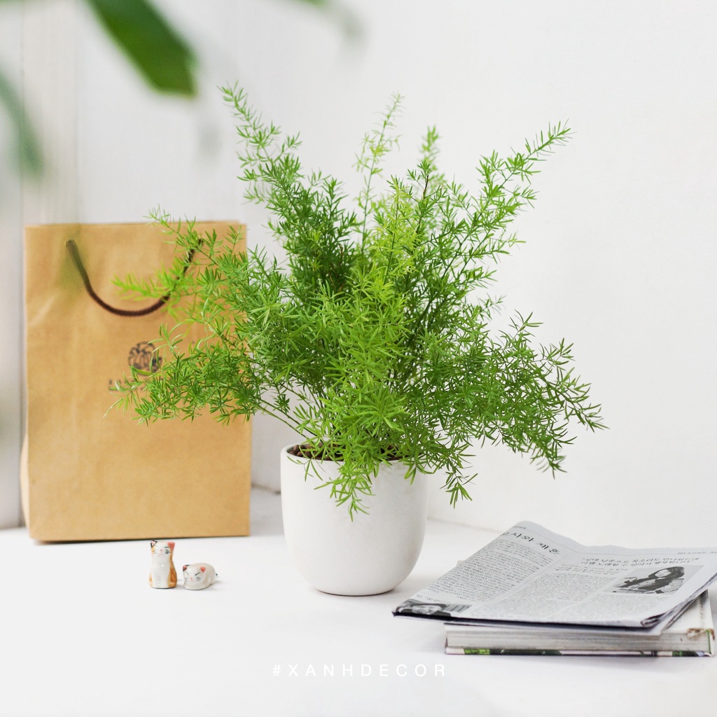 Cây Trúc Thiên Môn (xanh_decor)