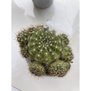 xương rồng lobi bụi