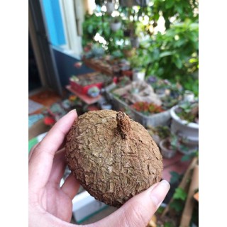 củ bình vôi