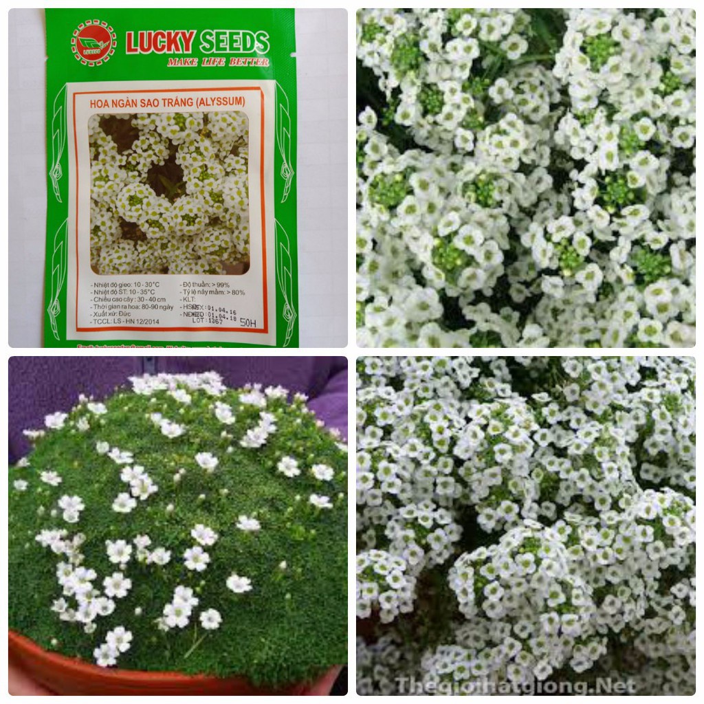 Bán buôn Hạt giống hoa ngàn sao trắng (50 hạt) bao đẹp