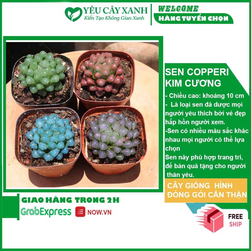 Sen Đá Kim Cương - Cooperi Succulent