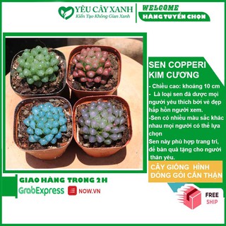 Sen Đá Kim Cương - Cooperi Succulent