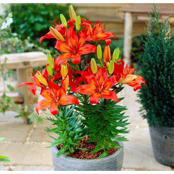 Củ ly cao thơm hà lan nhiều màu (có thể chọn riêng màu) HT GREEN