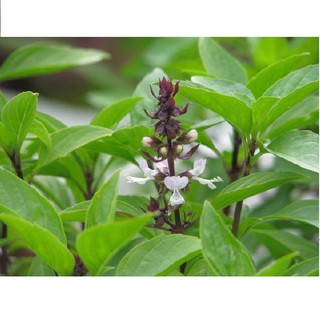 (Rẻ nhất) Hạt giống rau húng quế gói 2 gram xuất xứ Việt Nam tại thietbinhavuon- hàng đẹp - giao hàng nhanh.