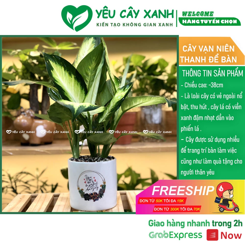Cây Vạn Niên Thanh để bàn - Cây Sao Sáng