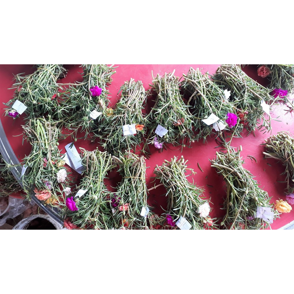 Hoa 10 giờ Thái, giá rẽ chỉ 25k 1 bó đủ 50 cây, đủ 9 màu riêng biệt cho khách lựa chọn