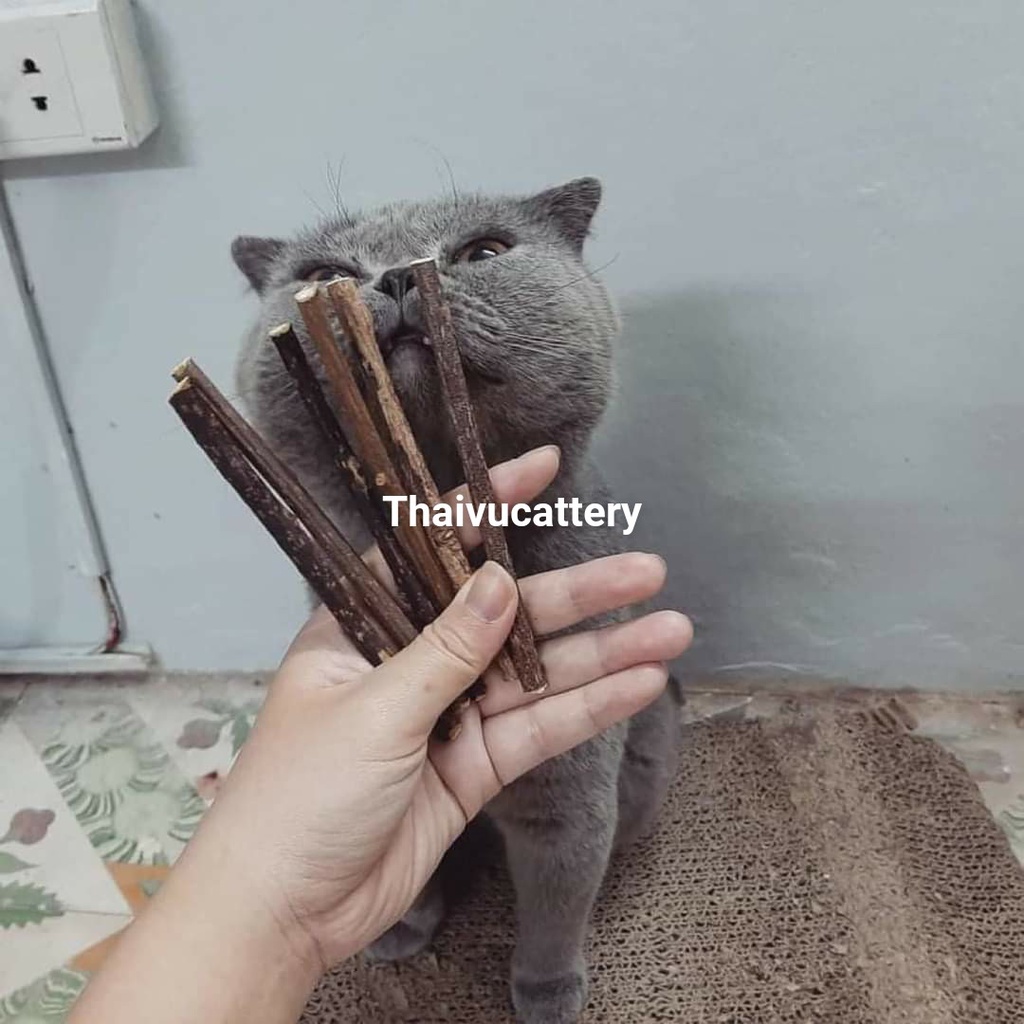 Cây thơm miệng Cho Mèo - Khử Mùi Hôi Miệng Cho Mèo