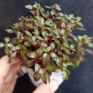 TÂN ĐẾ DIỆP TÀI HỒNG (10 ngọn) + Tặng 05 Ngọn Thủy Cúc