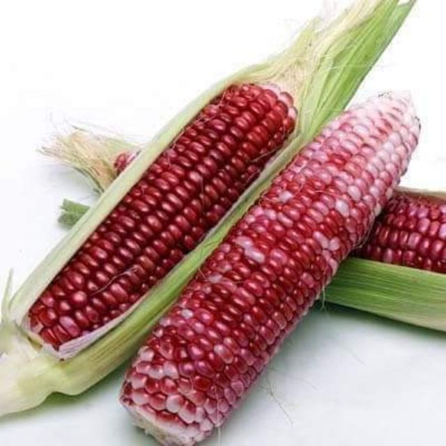 Hạt giống ngô đỏ sokoki