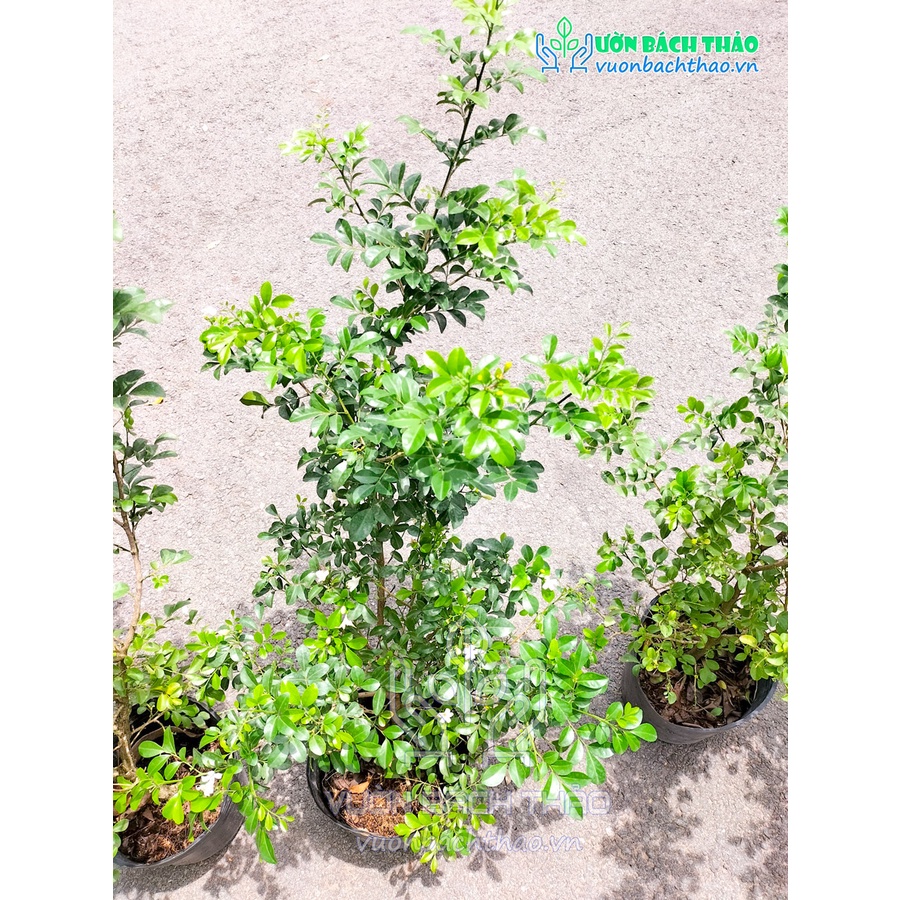 Cây nguyệt quế thái siêu bông cực thơm