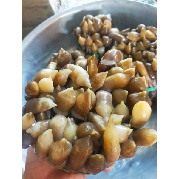 RUỘT ỐC MÓNG TAY . 500g