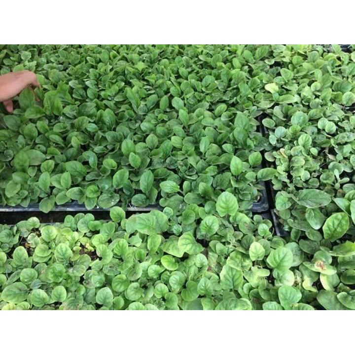 Gói 20 hạt giống hoa đồng tiền, tặng kích mầm