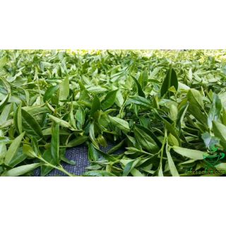 Chè Shan Tuyết Hà Giang ( loại ngon ) gói 250 gram