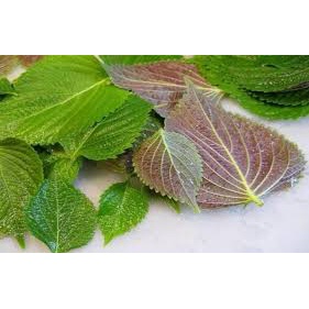 (Gói 300 hạt)Hạt giống tía tô dễ trồng kháng bệnh tốt năng suất cao