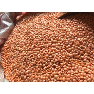 Hạt đậu lăng đỏ