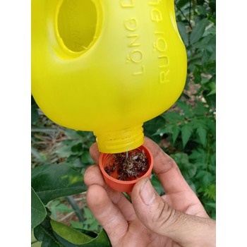 Vizubon- Chế phẩm dẫn dụ diệt ruồi đục trái Vizubon