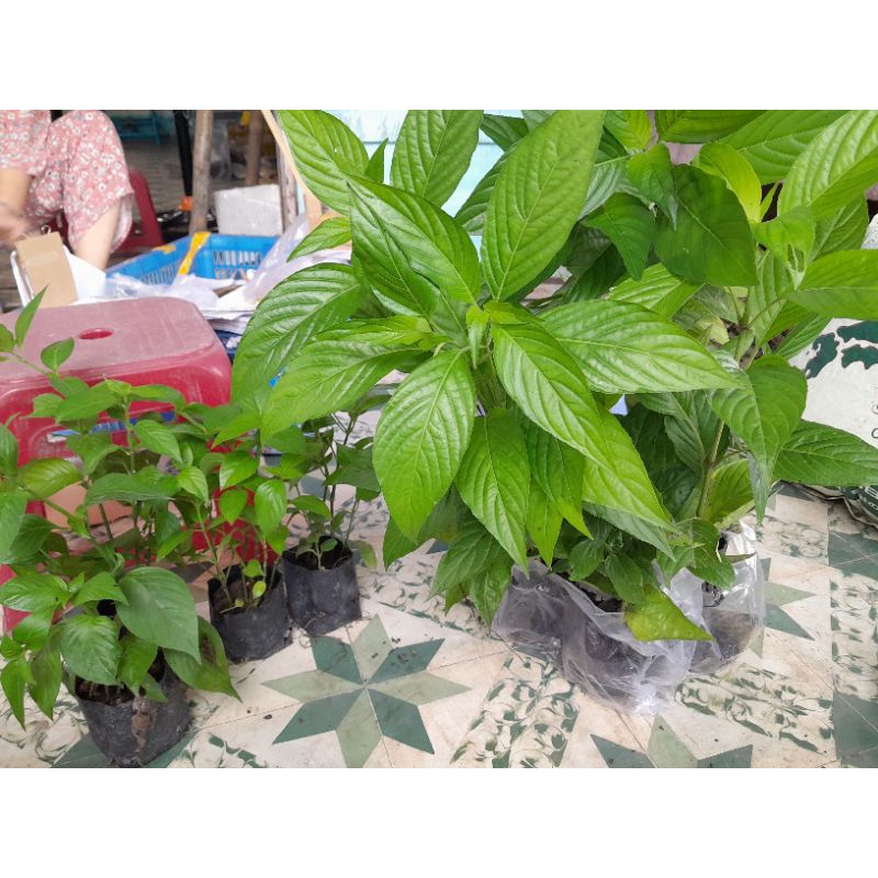 COMBO 2 BẦU CẨM ĐỎ - 2 BẦU CẨM TÍM NHẬT + TẶNG LÁ, HOM GIỐNG